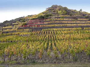 Vineyard with vines on steep slopes and terraces in autumn, Mayschoss, Ahrtal, Eifel, Rhineland-Palatinate, Germany