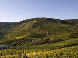Vineyards in autumn, Mayschoss, Ahrtal, Eifel, Rhineland-Palatinate, Germany