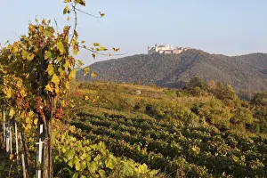 Vineyards, Goettweig Abbey at the back, Wachau valley, Mostviertel region, Lower Austria, Austria, Europe