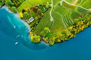 Vineyards on the lake Thun in the Bernese Oberland of Switzerland