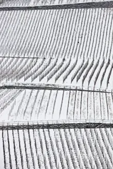 Vinyard Prints: Vineyards on the Moselle river in winter with snow, Europe