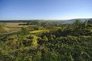 Idyll Prints: Vineyards near Bar-sur-Aube, Champagne, France, Europe