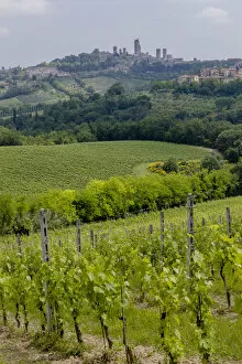 Images Dated 31st May 2012: Vineyards, Rolling hills landscape, San Gimignano Skyline, Tuscany, Italy