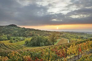 Vineyards at sunset near Cividale, Friuli, Italy, Europe