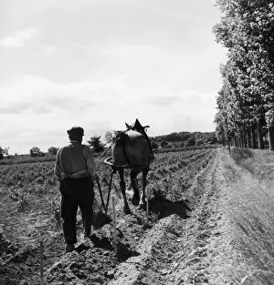 Viniculture