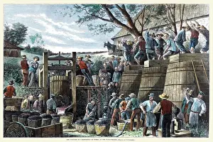 Grapes Prints: The vintage in California - at work at the wine presses