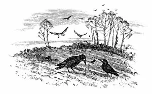 Images Dated 29th September 2012: Rooks
