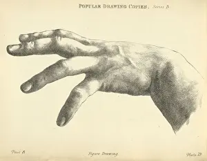 Vintage illustration of Sketching human hand with spread fingers, Victorian art figure drawing copies 19th Century