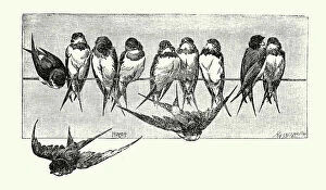 The Magical World of Illustration Collection: Vintage illustration Swift's perching on a telegraph line, Birds Wildlife Art