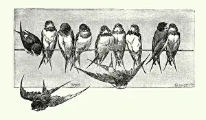 Prints of Vintage illustration Swift's perching on a telegraph line, Birds Wildlife Art The Magical World Of Illustration Prints: Vintage illustration Swift's perching on a telegraph line, Birds Wildlife Art