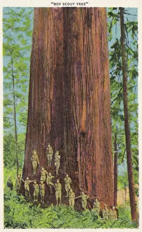 Vintage souvenir postcard, Boy Scout Redwood Tree Park, Redwood Highway Souvenir Views series, ca 1921