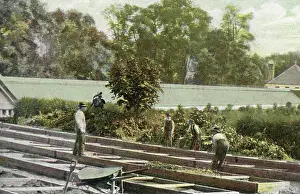 Time Captured: Vintage Art: Vintage souvenir postcard, Building Greenhouses, Bronx Park, 1909