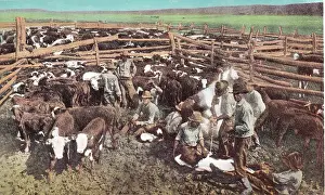 Vintage souvenir postcard, Cowboys Branding Cattle, Cowboy and Indian Life of the Great West series, ca 1942
