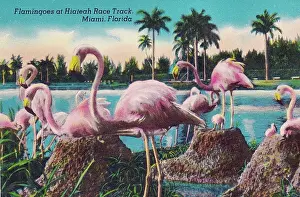 Vintage souvenir postcard, Hialeah Park Race Track, Florida, ca 1930s