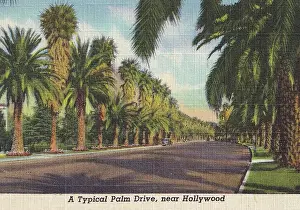 Vintage souvenir postcard, Palm Tree Lined Streets, Hollywood and Movie Star Homes series, ca 1938