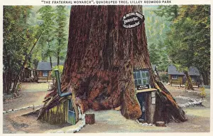 Vintage souvenir postcard, Redwood Highway Souvenir Views series, ca 1921