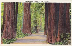 Vintage souvenir postcard, Redwood Highway Souvenir Views series, ca 1921