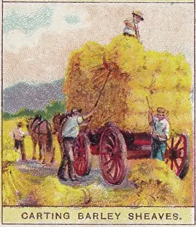 Vintage tobacco card, Carting Barley, Russia, Products of the World series, Player's Cigarettes, 1909