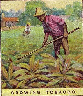 Vintage tobacco card, Growing Tobacco in Cuba, Products of the World series, Player's Cigarettes, 1909