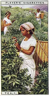 Vintage tobacco card, The Tea Trade, Sri Lanka, Products of the World series, Player's Cigarettes, 1928