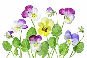 Images Dated 13th March 2016: Viola flowers