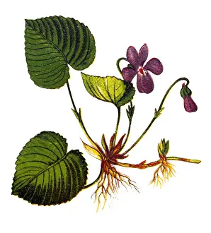 Garden Prints: Viola odorata is commonly known as wood violet
