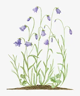 Fragility Prints: violet, bell, blue, botany, campanula rotundifolia, cut out, day, flora, flower, fragility