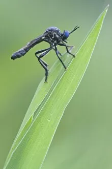 Images Dated 15th June 2011: Violet black-legged robber fly -Dioctria atricapilla-, Haren, Emsland region, Lower Saxony