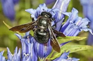 Violet Carpenter Bee or Indian Bhanvra -Xylocopa violacea- on a Willow Gentian -Gentiana asclepiadea-, Bavaria, Germany