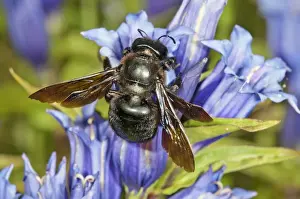 Bayern Prints: Violet Carpenter Bee or Indian Bhanvra -Xylocopa violacea- on a Willow Gentian -Gentiana asclepiadea