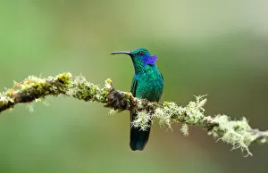 Images Dated 17th January 2015: Violet eared hummingbird (Colibri thalassinus)