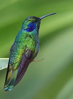 Images Dated 15th January 2015: Violet-eared Hummingbird (Colibri thalassinus)