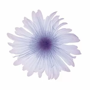 Delicate Gallery: Violet flower, X-ray