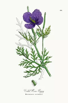 Images Dated 25th September 2017: Violet Horn Poppy, Roemeria hybrida, Victorian Botanical Illustration, 1863