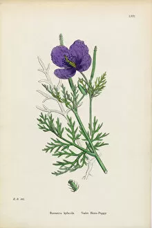 Images Dated 15th January 2017: Violet Horn Poppy, Roemeria hybrida, Victorian Botanical Illustration, 1863