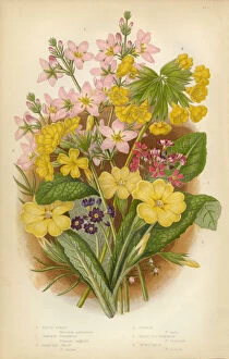 Images Dated 11th February 2016: Violet, Primrose, Evening Primrose, Oxlip, Cowslip, Victorian Botanical Illustration