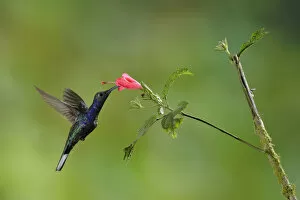 Images Dated 1st April 2017: Violet Sabrewing Hummingbird