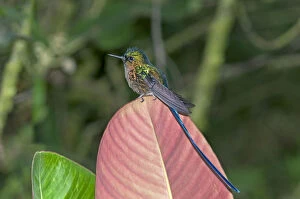 Images Dated 2nd March 2012: Violet-tailed Sylph -Aglaiocercus coelestis-, in its habitat, Tandayapa region