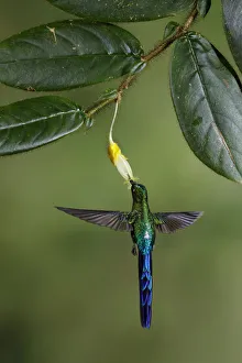 Images Dated 3rd February 2018: Violet-tailed Sylph (Aglaiocercus coelestis)