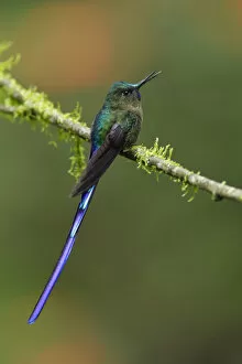 Images Dated 3rd February 2018: Violet-tailed Sylph (Aglaiocercus coelestis)