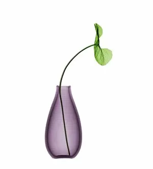 Flowers and Plants Inside Out Collection: Violet (Viola odorata) leaf in vase, X-ray
