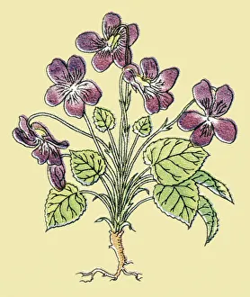 Flower Head Gallery: Violets