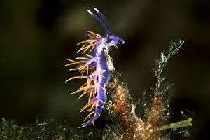 Images Dated 10th June 2011: Violette sea slug -Flabellina affinis-, Mediterranean Sea, Croatia