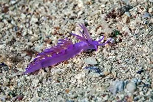 Images Dated 5th June 2011: Violette sea slug -Flabellina affinis-, Mediterranean Sea, Croatia