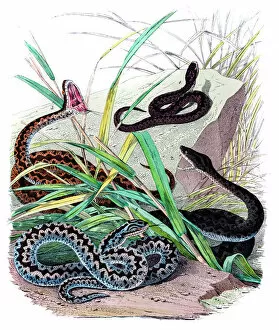 Images Dated 13th June 2015: Viper snakes engravings 1853