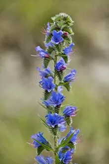 Images Dated 17th June 2013: Vipers Bugloss or Blueweed -Echium vulgare-, flowering, Thuringia, Germany