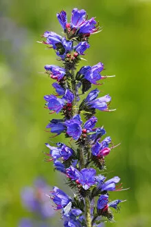 Spermatophyte Gallery: Vipers Bugloss or Blueweed -Echium vulgare-, flowering, wild plant, Germany, Europe