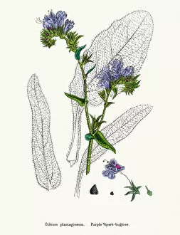 Vipers bugloss blueweed flower