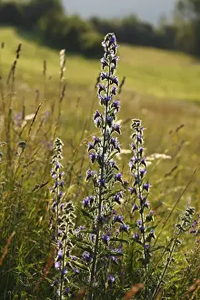 Bavaria Prints: Vipers Bugloss (Echium vulgare), Walberla, Bavaria, Germany, Europe