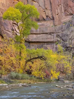 Images Dated 31st October 2017: Virgin River, Zion National Park, Utah, USA